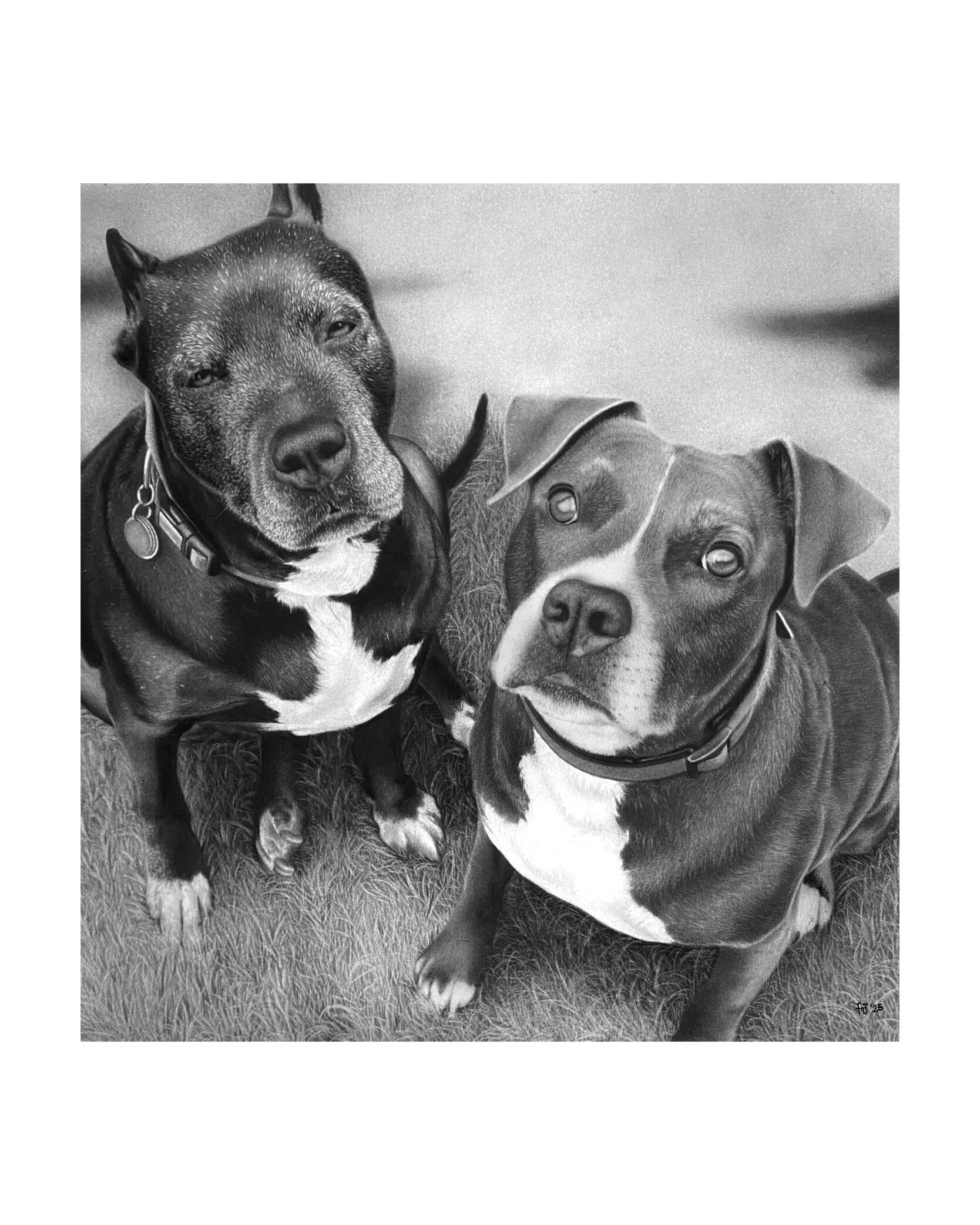 Elderly doggos