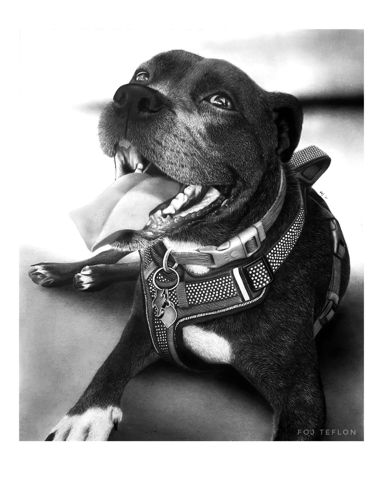 Doggie portrait